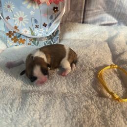 Goldie - Black gold and white female Shih Tzu puppy in Success, Missouri from Salty Pawz Kennel LLC