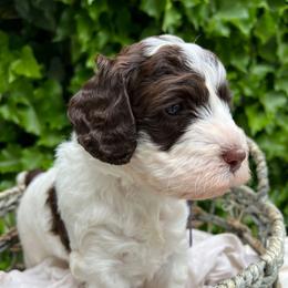 Lucy - Chocolate female Australian Labradoodle puppy in Atascadero, California from Classic Poodles and Doodles