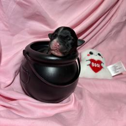 Sally - Black & white female Australian Shepherd puppy in Vacaville, California from Cowtown Aussies