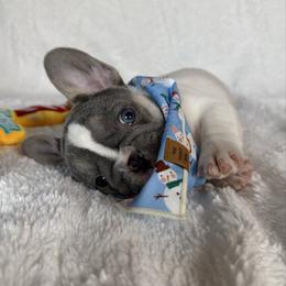 Aretha Franklin - Tricolors female French Bulldog puppy in Sterling Heights, Michigan from Freshwater Frenchies