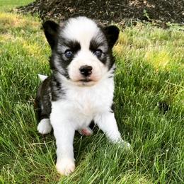 Miniature Australian Shepherd and Siberian Husky Puppies from Anna Philbrick