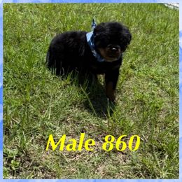 Male 860 - Black and mahogany male Rottweiler puppy in Ocala, Florida from Southeast Companion & Protection Dogs