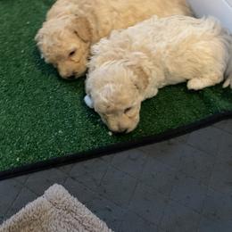 Poodle Puppies from Diaz Poodles