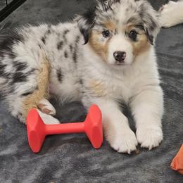 Australian Shepherd puppies from Full Throttle Australian Shepherds