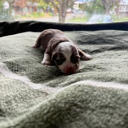 Boy one - Red & white male Miniature Australian Shepherd puppy in Oroville, Washington from High Mountain Aussies