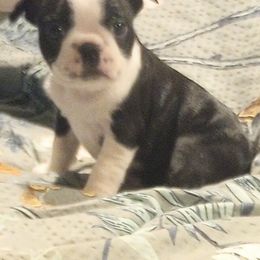Boston Terrier Puppies from Lotus Life Puppies