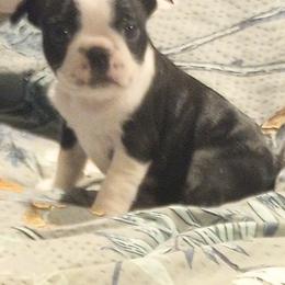 Boston Terrier Puppies from Lotus Life Puppies