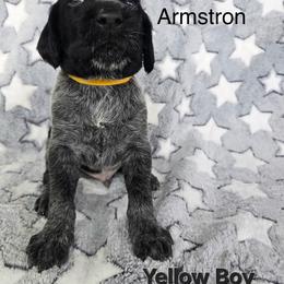 Yellow Boy - Black and white male German Wirehaired Pointer puppy in Potosi, Wisconsin from Point and Flush Gun Dogs