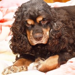 Maya - Cocker Spaniel
