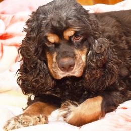 Maya - Cocker Spaniel