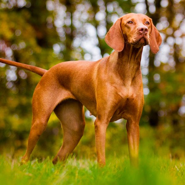 Vizsla