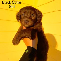 Aussiedoodle and Goldendoodle Puppies from J+Y World of Doodles