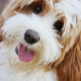 Kendall - Australian Labradoodle