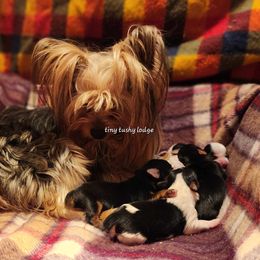 Miniature Schnauzer and Yorkshire Terrier Puppies from Tiny Tushy Lodge