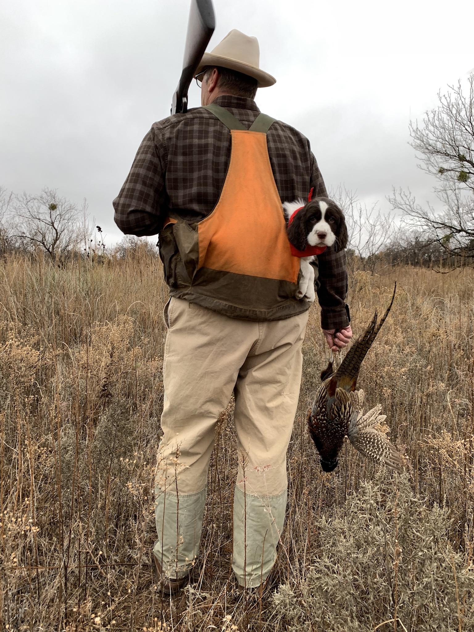 Klark English Springer Spaniels in Oklahoma English Springer Spaniel