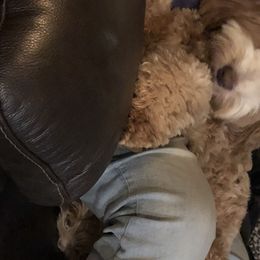 Summer - Australian Labradoodle