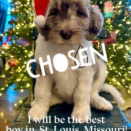 Pooh - male Newfypoo puppy in Jackson, Missouri from Two Sisters Ranch, LLC