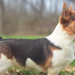 American Corgis and Pembroke Welsh Corgis from St. Lawrence Corgis