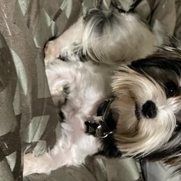 Biewer Terrier and Yorkshire Terrier Puppies from Yorkie Town California