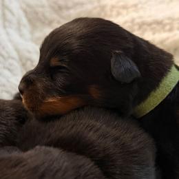 Green - Black and mahogany male Rottweiler puppy in Kissimmee, Florida from Macht Haus Rottweilers