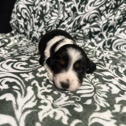 Kacey - Piebald male Dachshund puppy in Liberty, Mississippi from Liberty Oaks Aussies and Dachshunds
