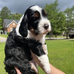 Bernedoodle Puppies from Palmetto Bernedoodles Boutique