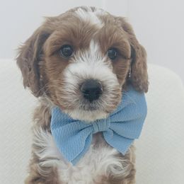 Percy - Goldendoodle puppy in Holly Pond, Alabama from Sweet Southern Doodles