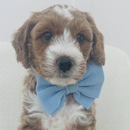 Percy - Goldendoodle puppy in Holly Pond, Alabama from Sweet Southern Doodles