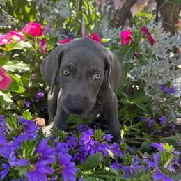 Anakin - Silver gray male Weimaraner puppy in Kirtland, New Mexico from Weim Squadron
