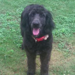 Dachshunds and Goldendoodles from Windy Ridge Doxies and Doodles