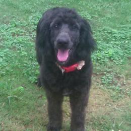 Dachshunds and Goldendoodles from Windy Ridge Doxies and Doodles
