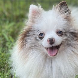 Dachshunds, Pomeranians, and Poodles from Cuddles n Curls