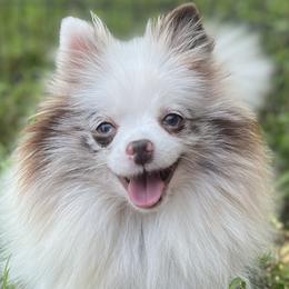 Dachshunds, Pomeranians, and Poodles from Cuddles n Curls