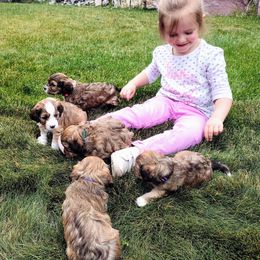 Cavapoo Puppies from Sophie's Puppy Den