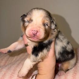 Caesar Salad - Blue merle female Australian Shepherd puppy in Anniston, Alabama from All Hale Aussies