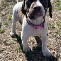 Pink - Liver and white female German Shorthaired Pointer puppy in Newton Grove, North Carolina from Wayalife Labradors & Gsp’s