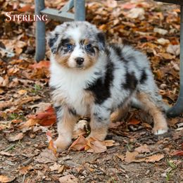 Sterling - Blue merle female Australian Shepherd puppy in Coldwater, Michigan from Northern Star Australian Shepherds