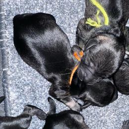 Orange girl - Salt and pepper female Miniature Schnauzer puppy in La Fayette, Georgia from Daniels Mini Schnauzers