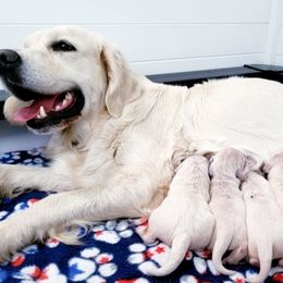 Golden Retriever Puppies from God Given Goldens