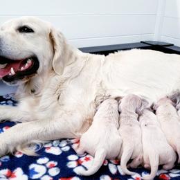 Golden Retriever Puppies from God Given Goldens