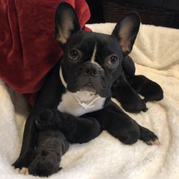 French Bulldog Puppies from D’s Frenchies