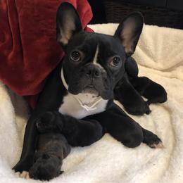 French Bulldog Puppies from D’s Frenchies