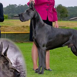 Great Danes from Coleridge Blue Great Danes
