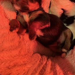 Yorkshire Terrier Puppies from VA Exclusive Yorkies