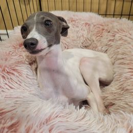 Pearl - Italian Greyhound