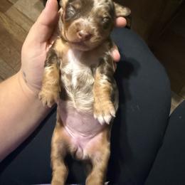 Opal - Dapple female Dachshund puppy in Mountain Home, Arkansas from Furry Friends Kennel