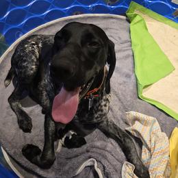 Koda - German Shorthaired Pointer