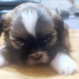 Girl 3 - Tricolor female Shih Tzu puppy in Belleville, Michigan from Patricia's Heavenly Earth Angels