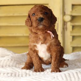 Girl 3 - Red female Irish Doodle puppy in Mouth Of Wilson, Virginia from HoneyBunn Doodle Co.