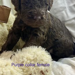Labradoodle Puppies from Molly’s Doodles